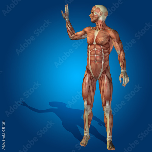 Conceptual 3D human man health anatomy