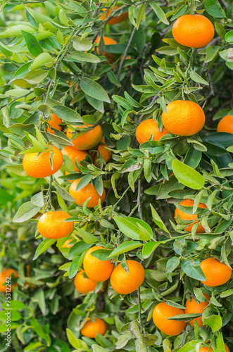 orange fruit