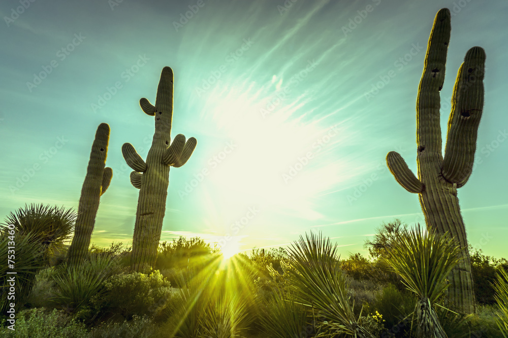 Desert sunrise in Scottsdale,Arizona - obrazy, fototapety, plakaty 