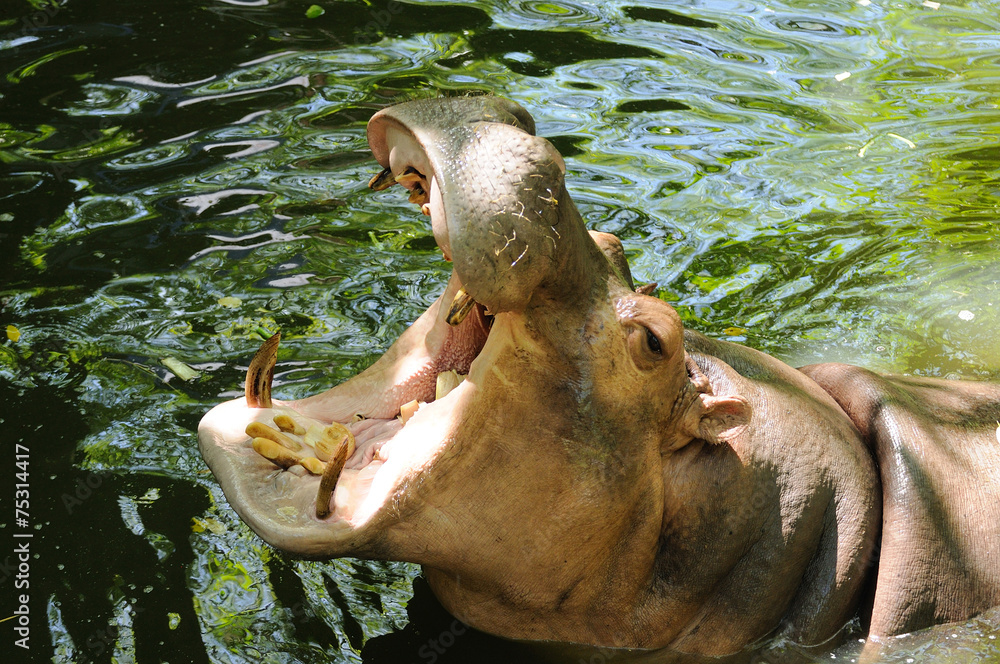 Fototapeta premium Hippopotamus open mouth receive food.