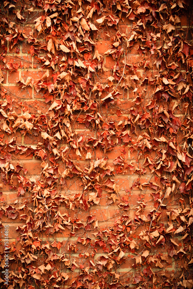Red brick wall background and dry ivy leaves plants Red brick wall background and dry ivy leaves plants
