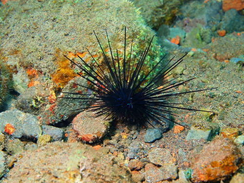Sea urchin, Island Bali, Tulamben © vodolaz