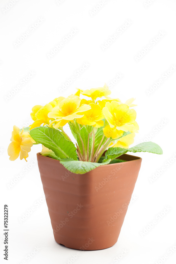 Yellow primula juliana