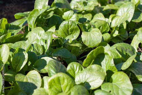 Brassica rapa var. perviridis also known as Komatsuna