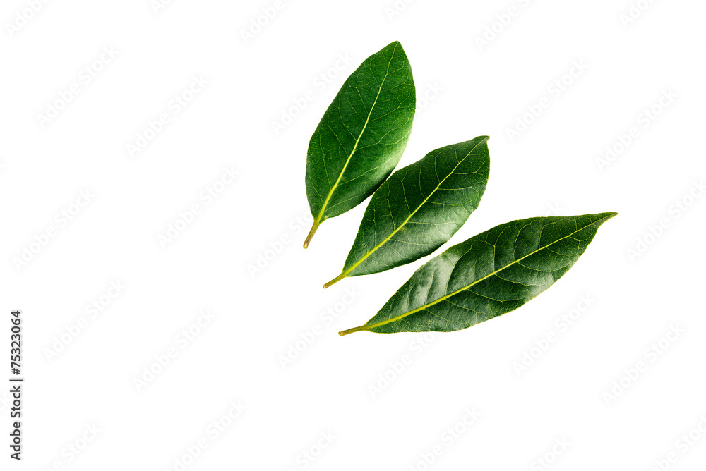 three laurel  leaves   isolated on a  white background
