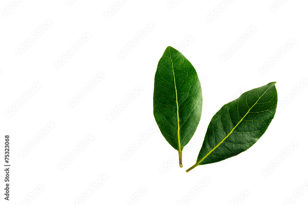 Obraz premium two laurel leaves isolated on a white background