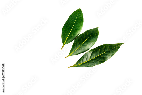 three laurel leaves isolated on a white background