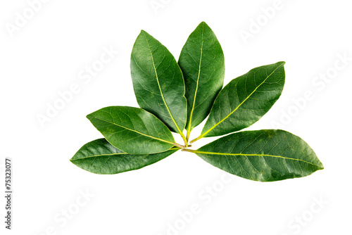 rosette of bay laurel leaves   isolated on a  white background