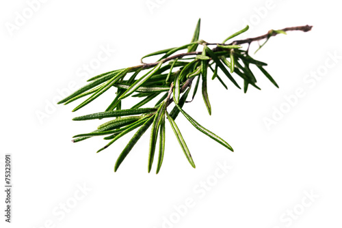 cloose-up rosemary branch isolated on a white background © sola_sola
