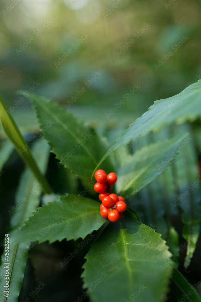 センリョウ センリョウ