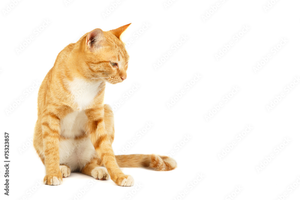 Obraz premium Red cat on the isolated white