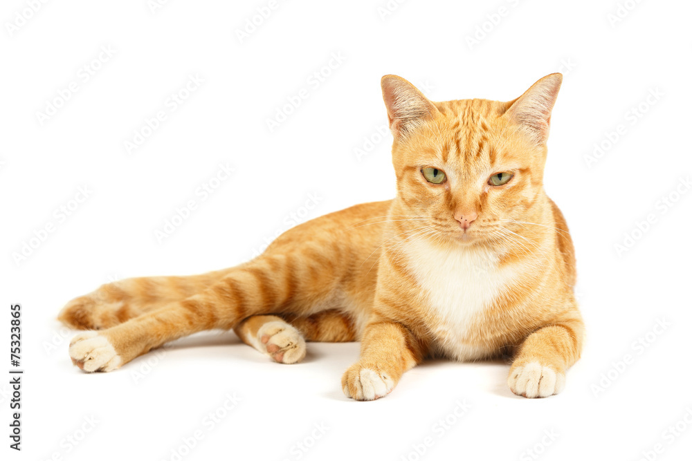 Red cat on the isolated white