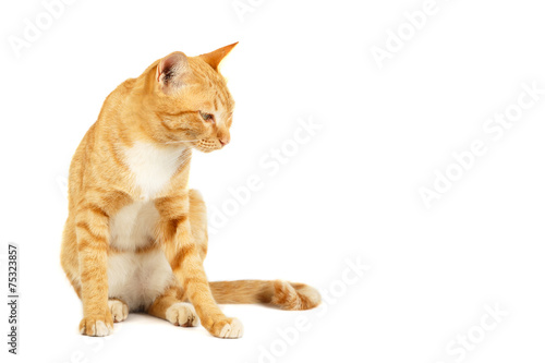 Red cat on the isolated white