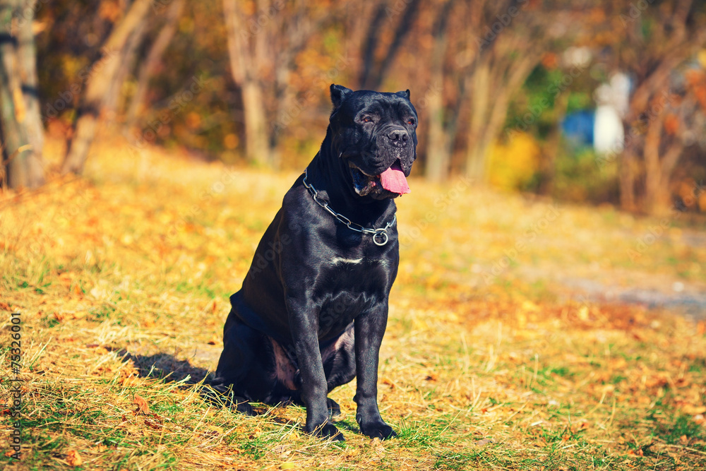 Cane corso italiano dog walking in park in autumn Cane corso italiano dog walking in park in autumn