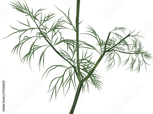 illustration with green dill isolated on white