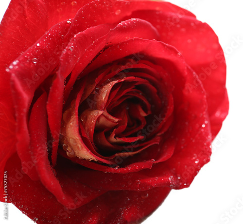 Fototapeta Naklejka Na Ścianę i Meble -  Beautiful red rose isolated on white