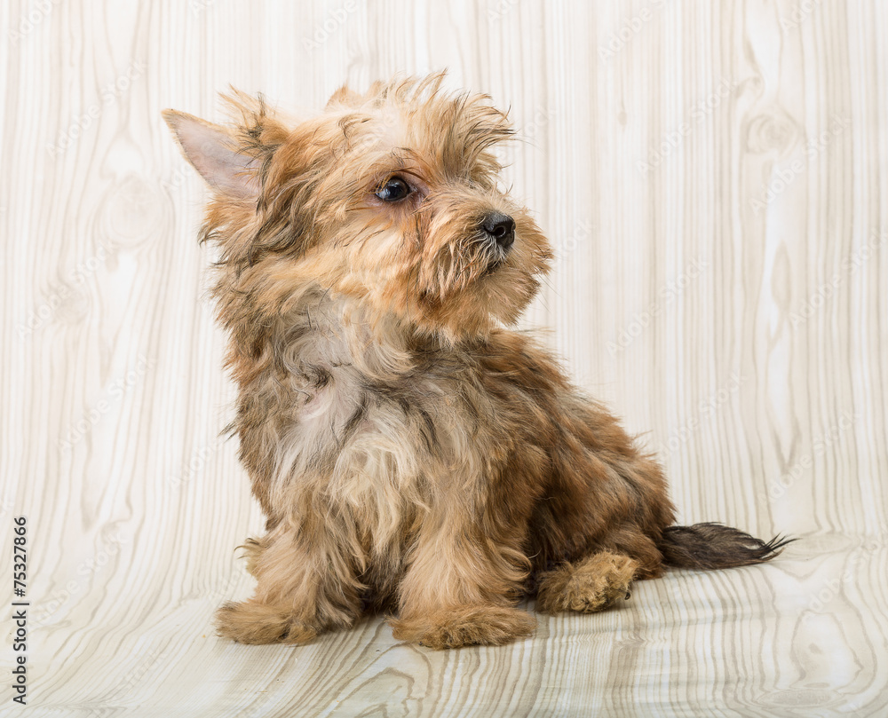 Yorkshire terrier