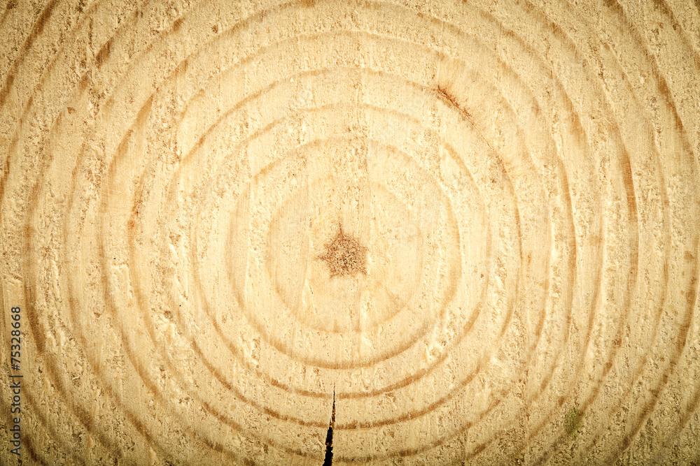 Fototapeta premium Cracked heartwood. Pine. tinted