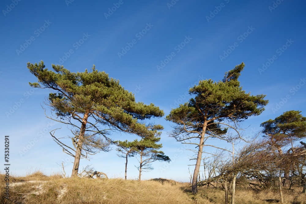 Obraz premium Küstenlandschaft