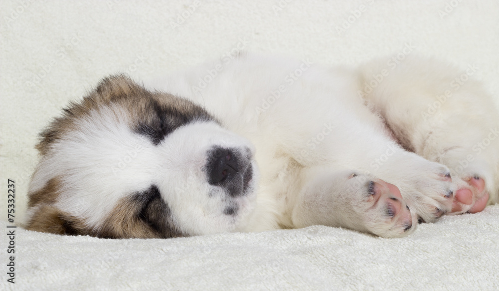 Fototapeta premium puppy sleeping
