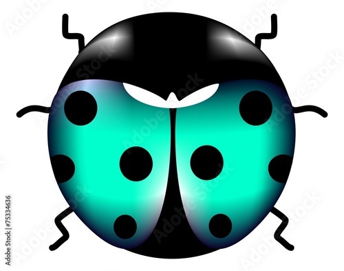 coccinella