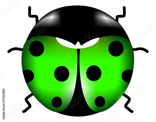 coccinella
