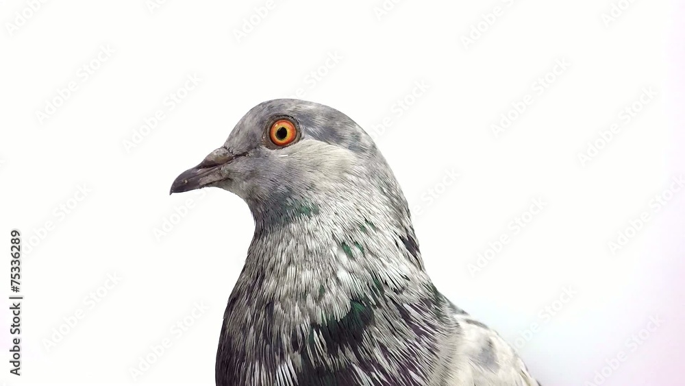 portrait pigeon portrait pigeon