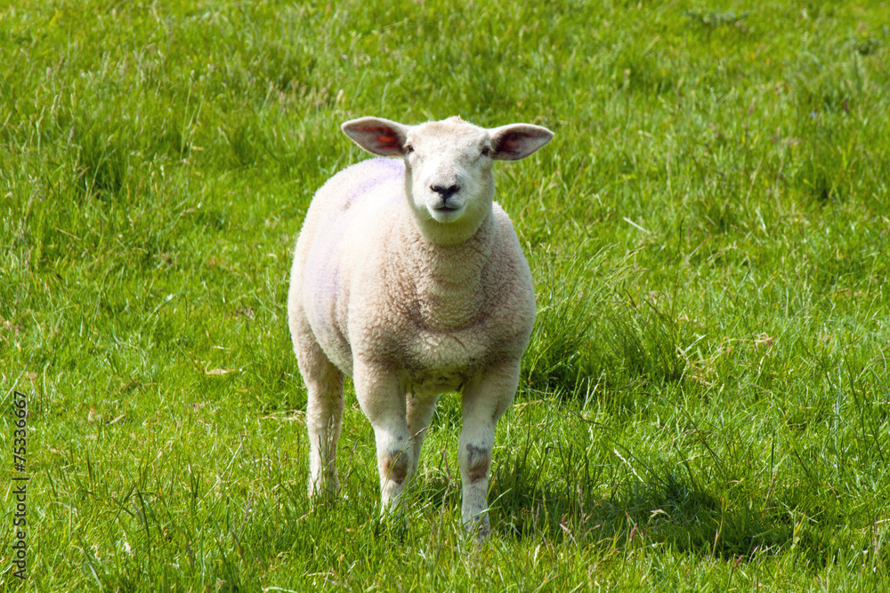 A lamb standing in a field looking at the camera
