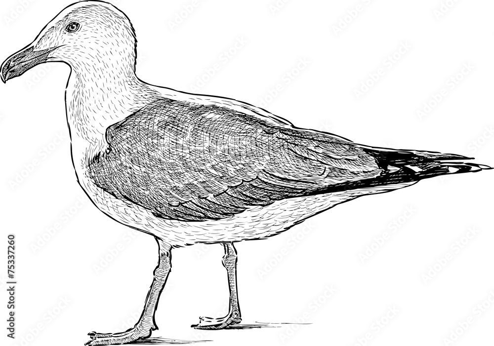 Naklejka premium big seagull