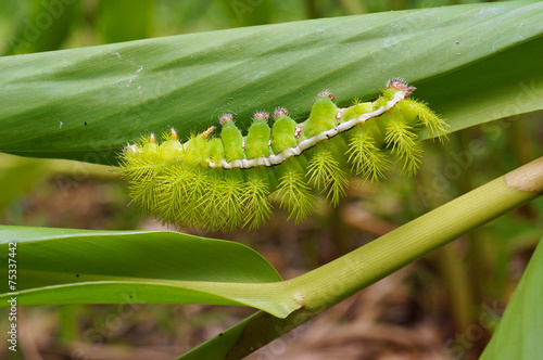 Spiky green caterpillar on leaf photo