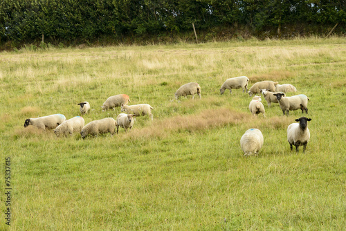 flock of sheep grazing in Cornwall © hal_pand_108