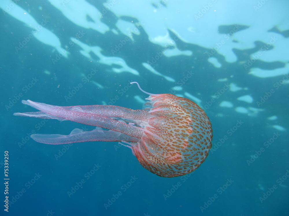 Fototapeta premium Pelagia noctiluca