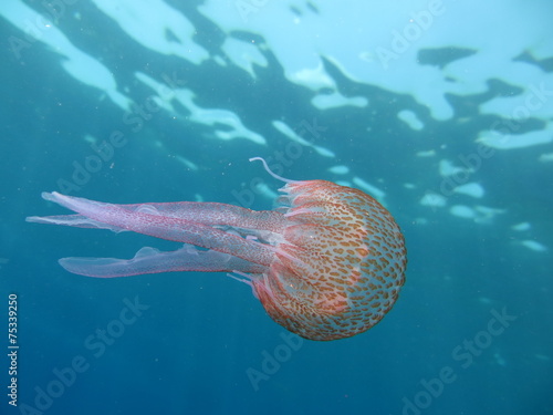 Pelagia noctiluca