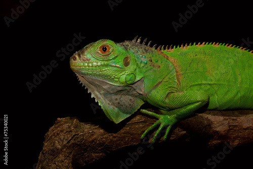 iguana © matthew_100