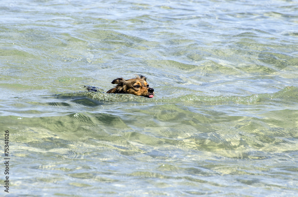 Cane che nuota in mare Cane che nuota in mare
