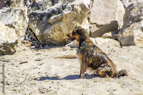 Cane in attesa sulla spiaggia photo