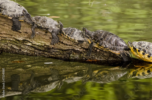 Tartarughe acquatiche in fila - primo piano