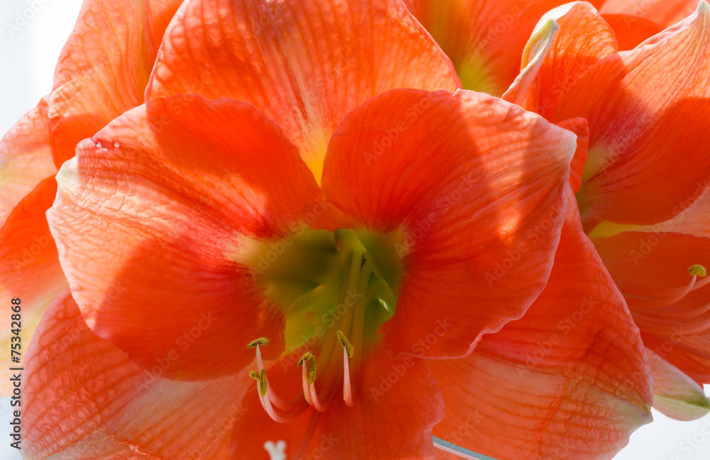 Red Amaryllis flowers