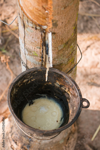 Tapping latex from a rubber tree