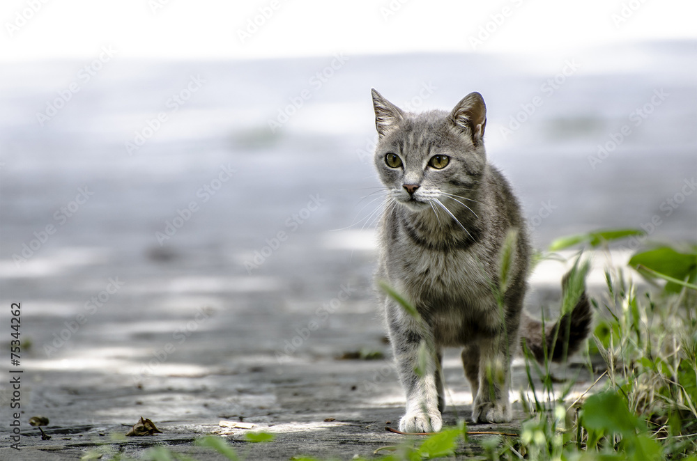 Obraz premium Gatto in arrivo