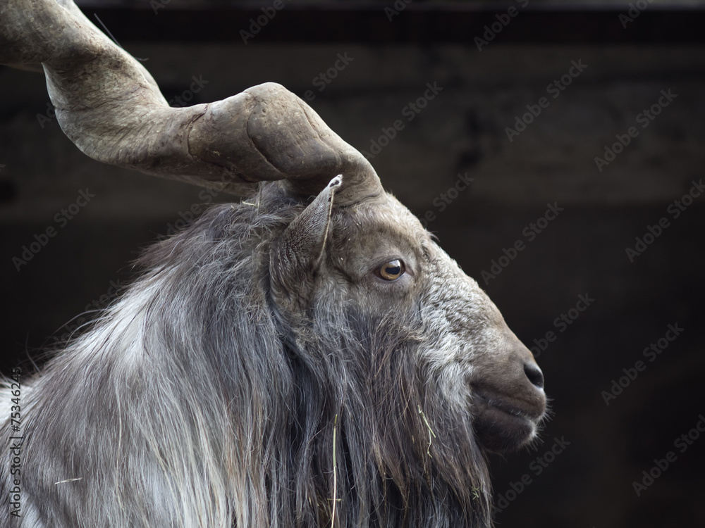 Fototapeta premium Portrait of male Markhor (Capra falconeri)