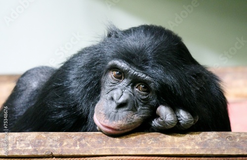 Fotografie, Tablou sad chimp chimpanzee stock photo monkey ape (Pan troglodytes or common chimpanze
