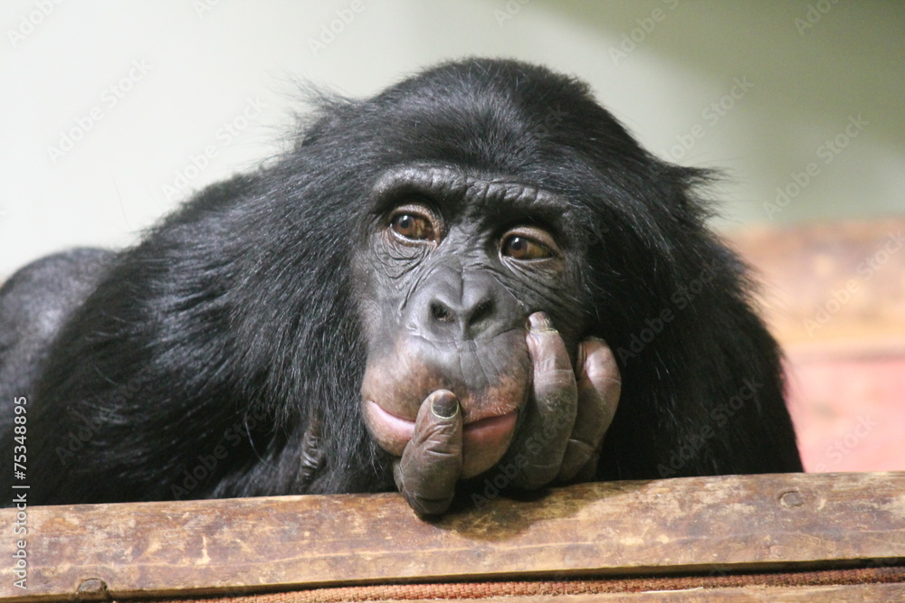 Fototapeta premium chimp ape chimpanzee monkey (Pan troglodytes or common chimpanzee) chimp looking sad and thoughtful stock photo, stock photograph, image, picture, 