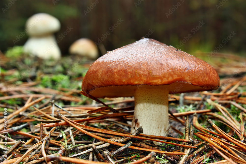 Mushrooms edible Mushrooms edible