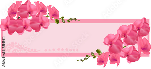 orchid flowers in pink frame