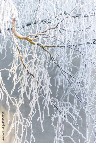 Frosty Birch branch during ...