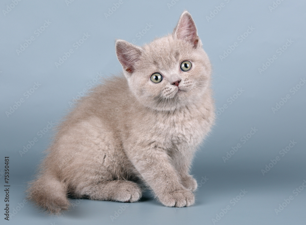 Котенок британской породы Котенок британской породы