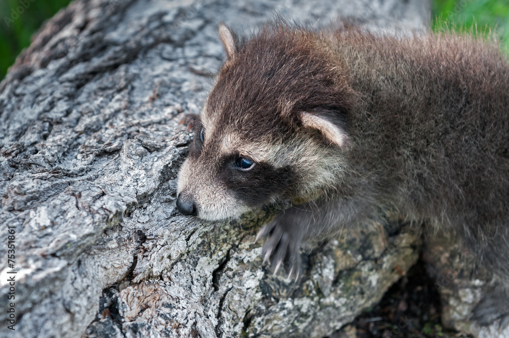 Baby Raccoon (Procyon lotor) Clings to Side of Log Baby Raccoon (Procyon lotor) Clings to Side of Log