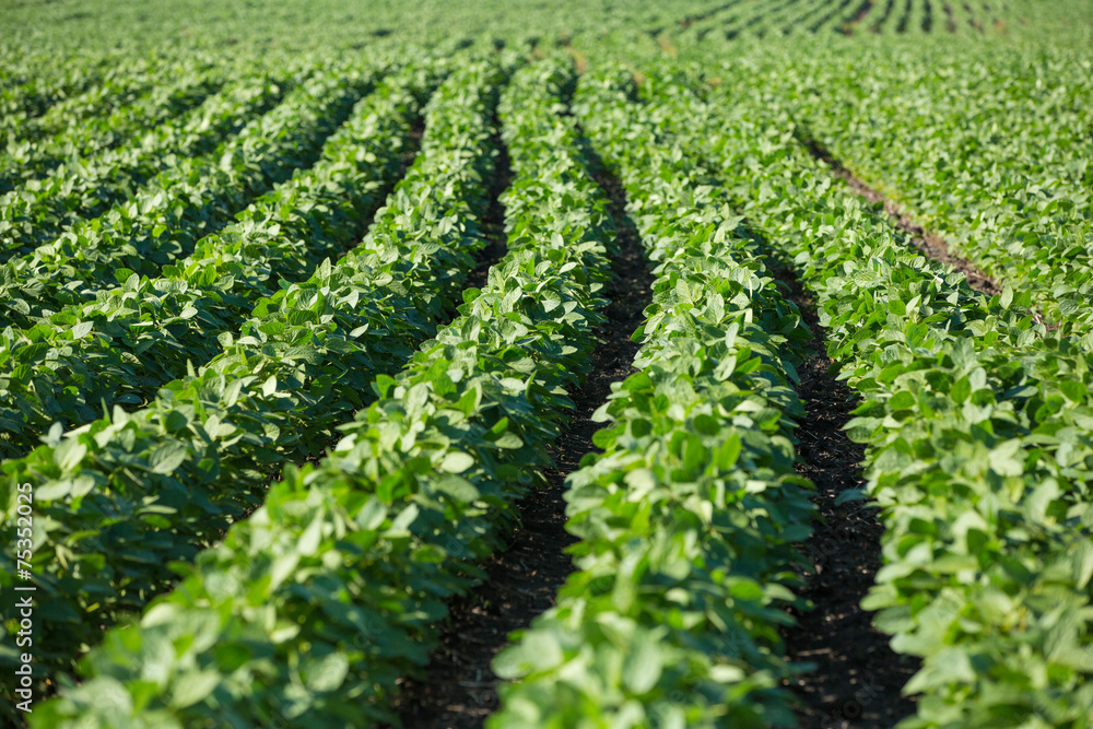 Rows of young soybean plants Rows of young soybean plants