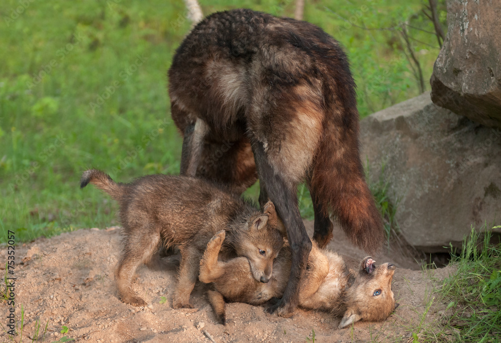 Black Wolf (Canis lupus) Stands over Playing Pups Black Wolf (Canis lupus) Stands over Playing Pups